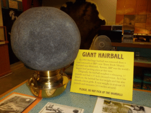 World’s Largest Cow Hairball