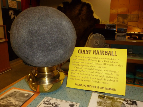  World’s Largest Cow Hairball