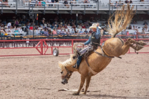 World’s Largest Outdoor Rodeo Draws Crowds to Wyoming