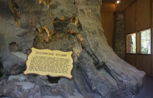  World’s Largest Sycamore Stump