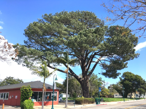  World’s Largest Torrey Pine