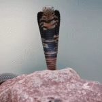 World’s Smallest Cobra Identified