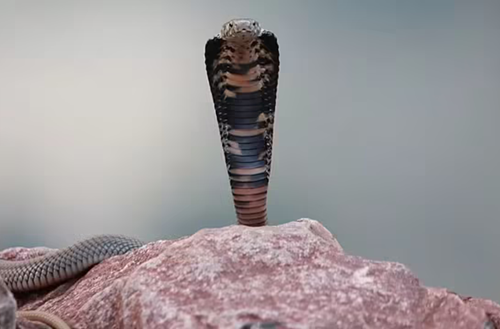  World’s Smallest Cobra Identified