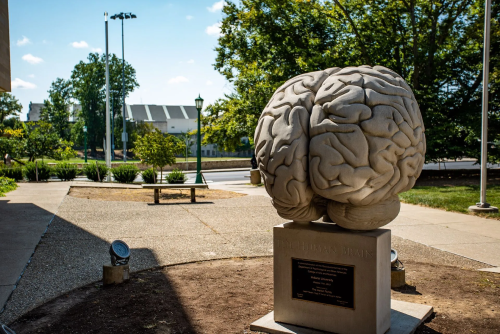 World’s largest anatomically-accurate brain sculpture