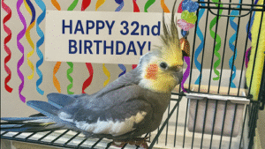 32-Year-Old Cockatiel Makes History as World’s Oldest