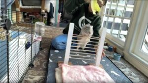 Flying Guinea Pig Sets Amazing World Record