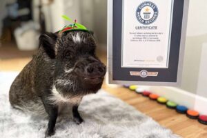 Meet Merlin, the ‘Talking’ Pig Who Earned Guinness World Record for Online Fame