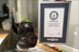 Pig with 1.1 Million Instagram Followers Earns Guinness World Record