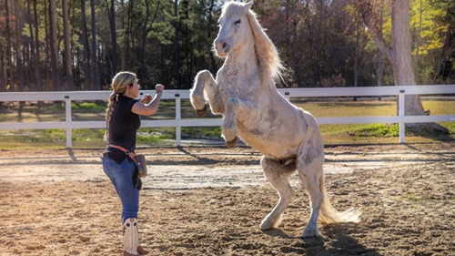  Showstopping Horse Performs 30+ Tricks in Three Minutes Thanks to Skilled Trainer
