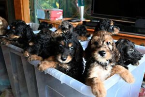 They Just Kept Coming”: Dog Sets World Record with 17 Puppies in 13 Hours