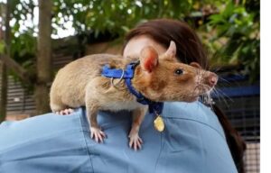 Magawa the Hero Rat The Tiny Lifesaver Who Cleared Over 100 Landmines