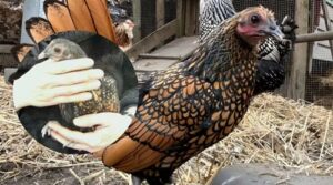 Meet Gertie 15-Year-Old Hen Breaks World Record, Sparks Scientific Curiosity
