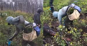 Canadian Man Sets World Record by Planting 23,060 Trees in 24 Hours