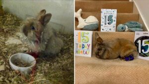 Lucky Rabbit Herbie Becomes Oldest of His Species After Doubling Life Expectancy